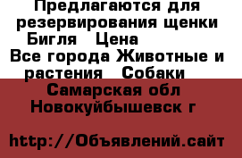 Предлагаются для резервирования щенки Бигля › Цена ­ 40 000 - Все города Животные и растения » Собаки   . Самарская обл.,Новокуйбышевск г.